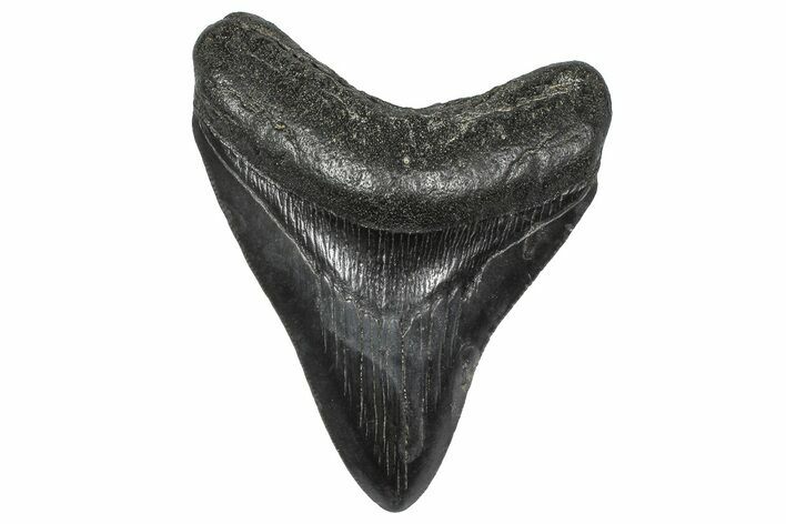 Fossil Megalodon Tooth - South Carolina #346189